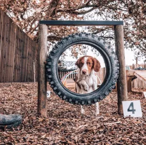 'Doggy Training 101'   Postgraduate Bolt-on - 8 week course