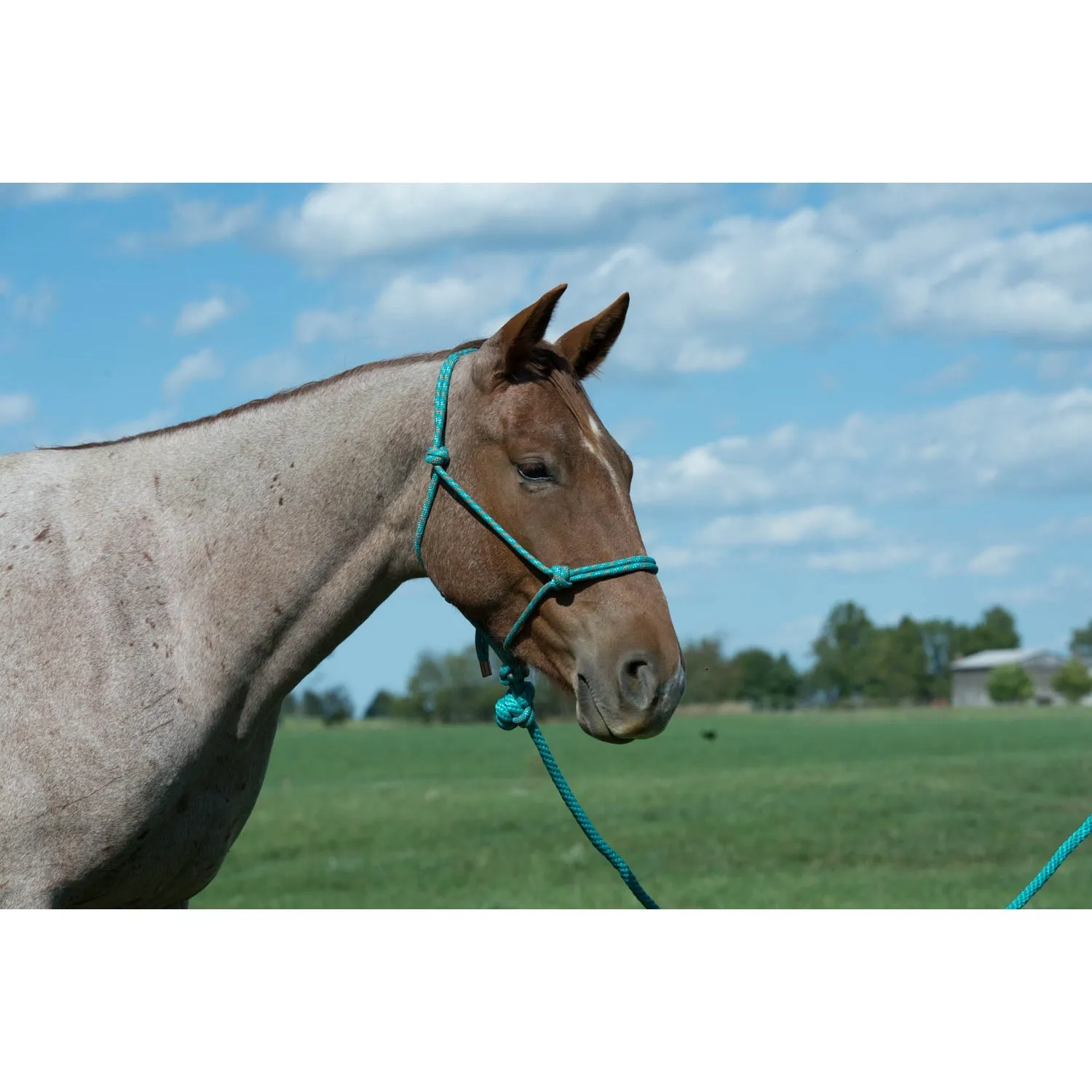 Weaver Diamond Braid Rope Halter and Lead (Multiple Color Options)